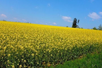 Obraz premium CHAMPS DE COLZA AIN 2