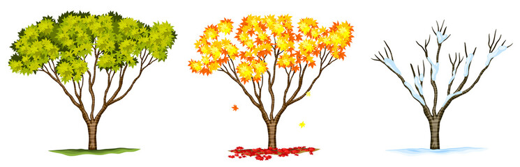 Tree in different seasons