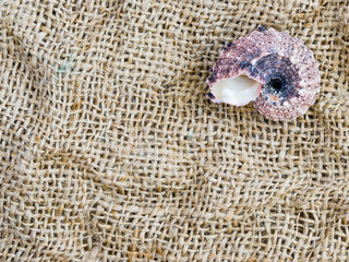 sea shells on light grey fabric