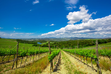Fototapeta na wymiar Hill of Tuscany with Vineyard