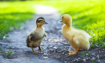 fluffy chicks walks  in green grass