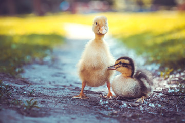fluffy chicks walks  in green grass
