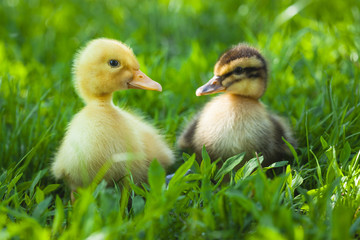 fluffy chicks walks  in green grass