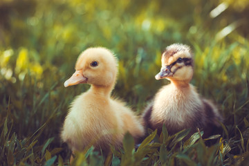 fluffy chicks walks  in green grass