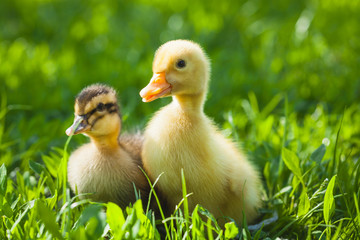 fluffy chicks walks  in green grass