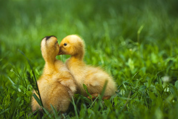 fluffy chicks walks  in green grass