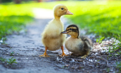 fluffy chicks walks  in green grass