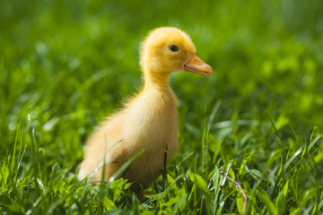 duckling outdoor in the green grass