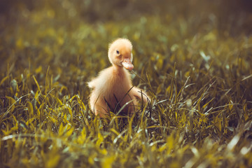 duckling outdoor in the green grass