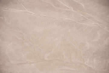Nasca line of The Monkey Geoglyph, Nazca, Peru