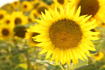 Sunflower in the field