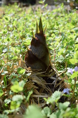 竹の子／山形県庄内地方の竹林で、竹の子を撮影した春イメージの写真です。