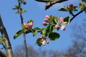 Ast mit Apfelblüten