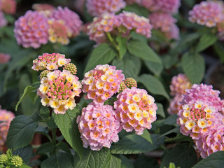 Verbenen, Verbena, Eisenkraut