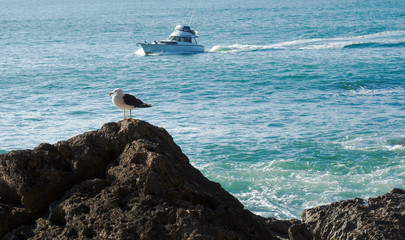 Great black-backed gull on the rock in ocean