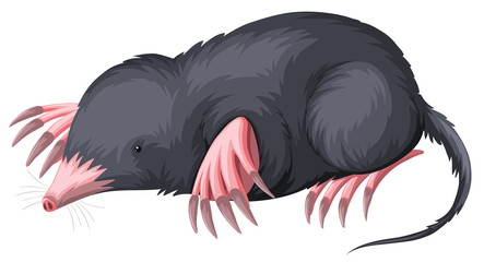 Mole with black fur - obrazy, fototapety, plakaty
