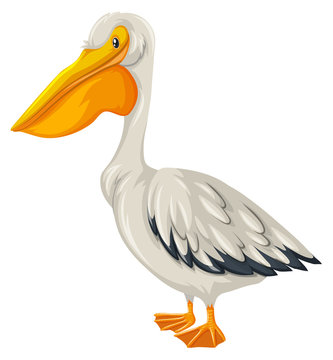 Pelican bird with white feather