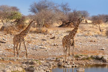 Giraffa camelopardalis near waterhole