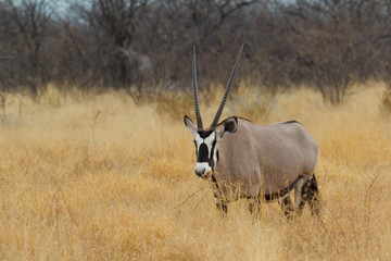 Gemsbok in savanna, Oryx gazella