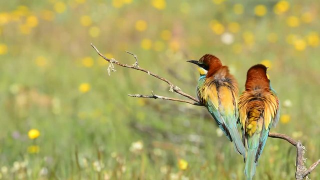 Portrait of european bee-eater (Merops apiaster) on a branch.

