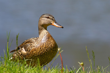 Female mallard duck portrait in grass