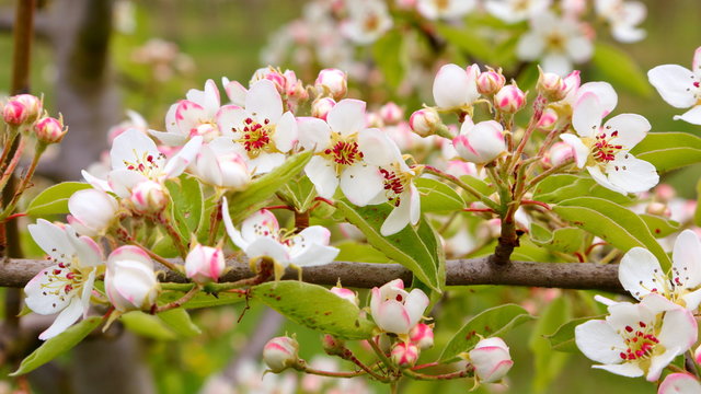 Apfelblüte - Apple Blossom 