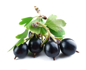 Wild black currant with green leaves isolated on white