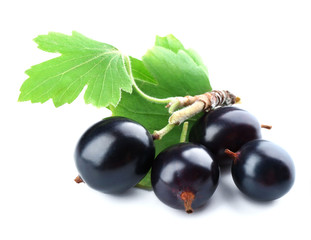 Wild black currant with green leaves isolated on white