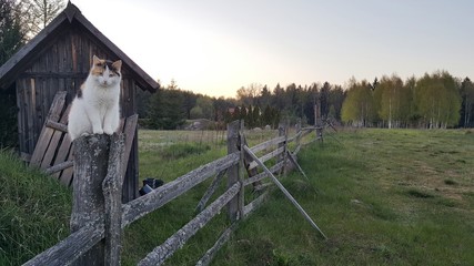 Kot na płocie © michalsen
