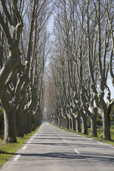 Tree Lined Road near Cavaillon