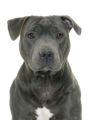 staffordshire bull terrier
