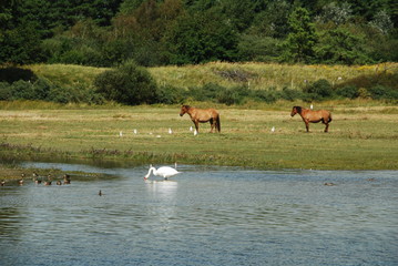 Parc du Marquenterre, baie de Somme, France