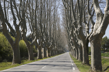 Tree Lined Road near Cavaillon