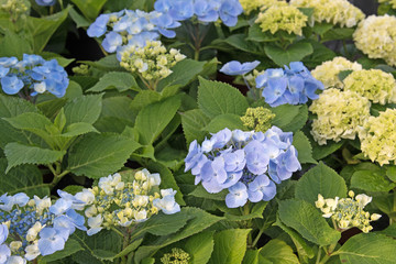 Hortensien, Hydrangea