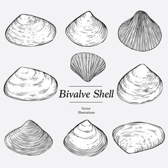 Illustration of Bivalve Shells