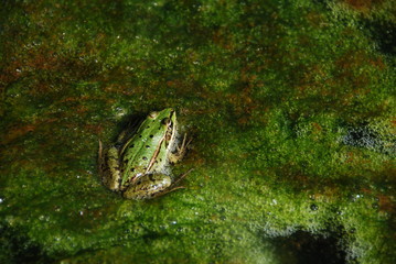 Grenouille, Parc du Marquenterre, France