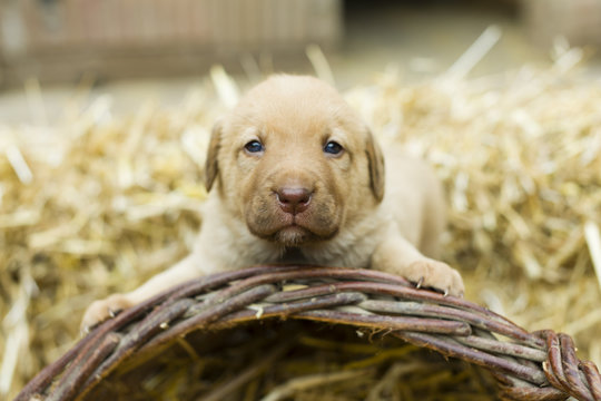 Cute labrador puppys