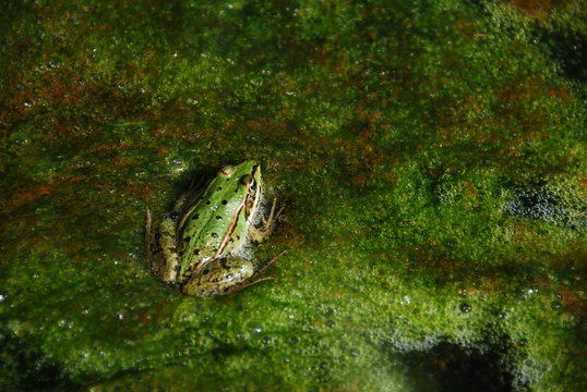 Grenouille, Parc du Marquenterre, France