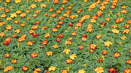 Tagetes, Studentenblumen, Jungpflanzen, Gärtnerei