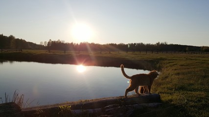 Zachód słońca, kot
