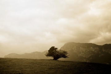 lonely tree