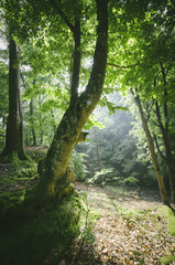 sun beam in green forest with lush vegetation