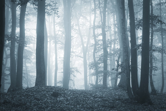 Fototapeta soft light in misty forest