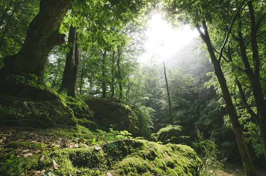 sun rays in natural green forest