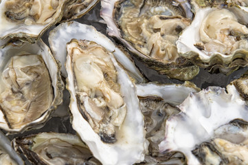 man holding oysters in a plate shucked