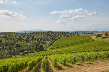 vineyard - Tuscany