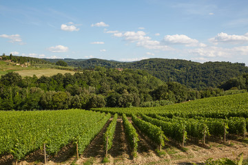 Fototapeta na wymiar vineyard - Tuscany