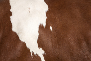 closeup of hide on side of red and white cow