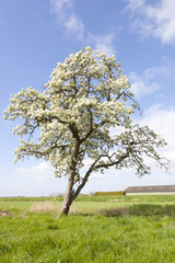 blossoming apple tree and blue sky