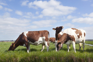 Fototapeta na wymiar red and white cows in dutch meadow under blue sky with clouds
